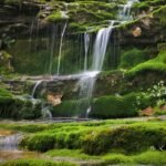 Into the Waterfall Forests