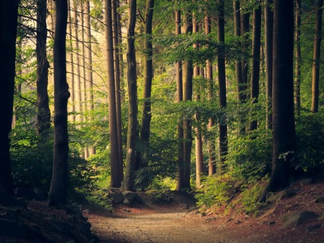 Hidden Jungles
