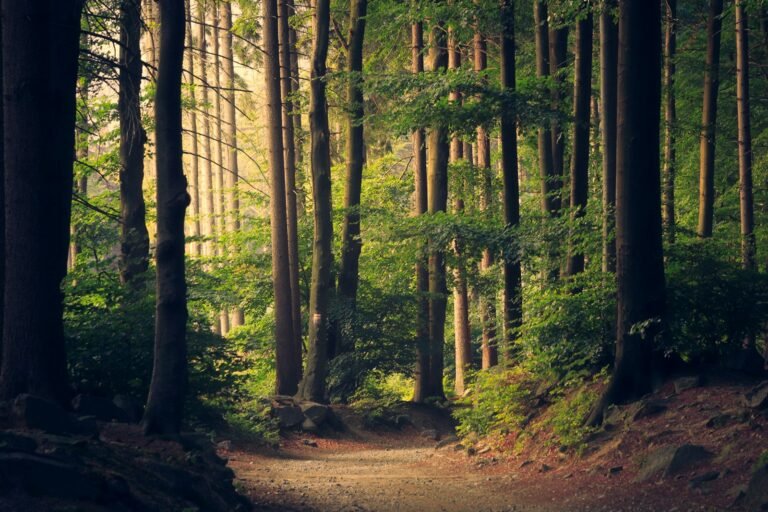 Hidden Jungles